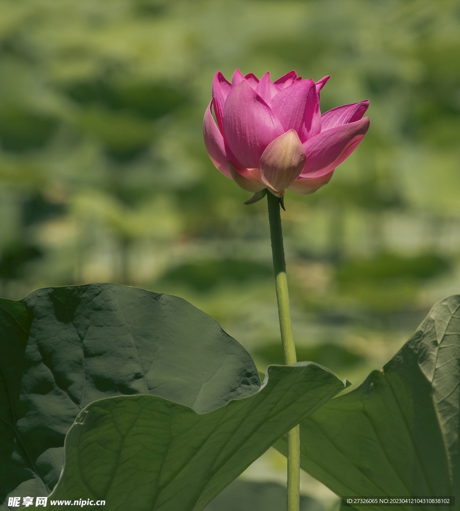 莲花 