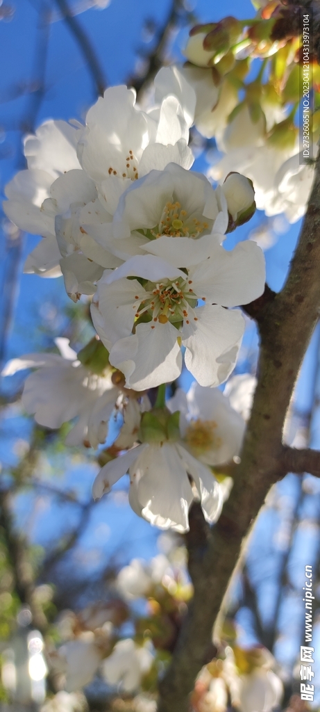  梨花