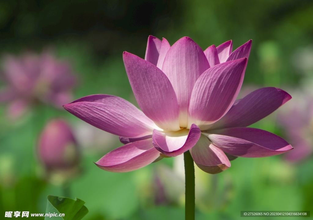 莲花