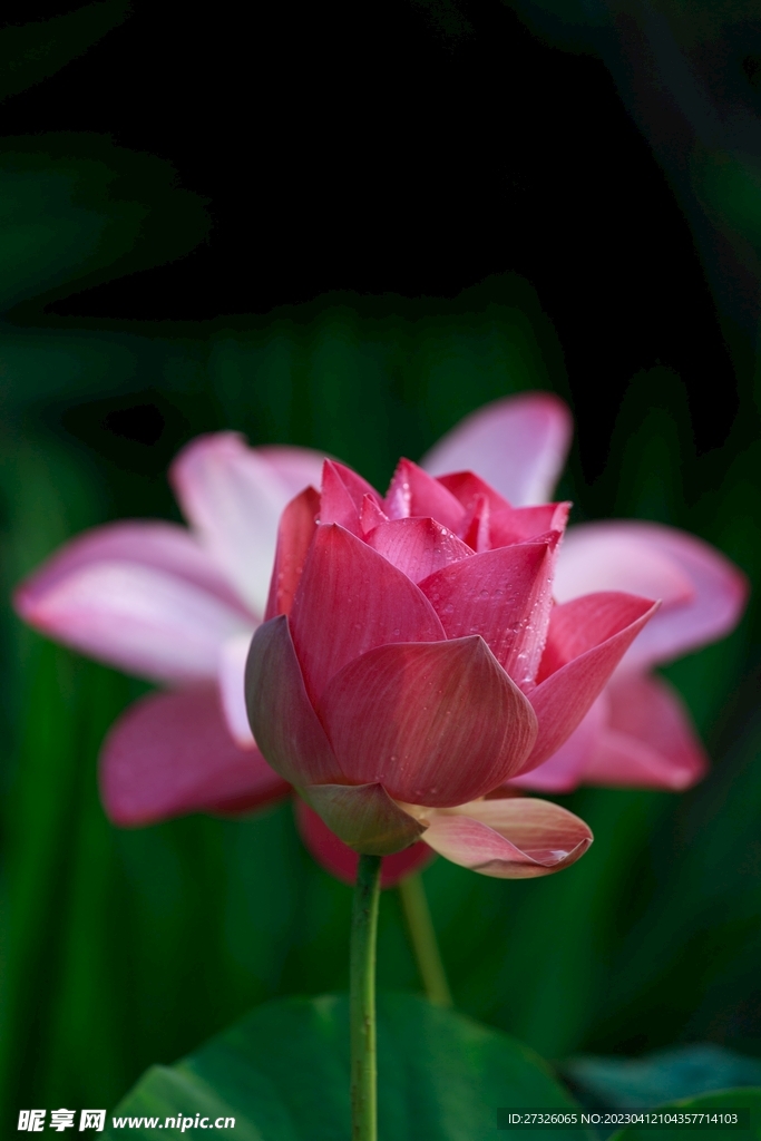 莲花 