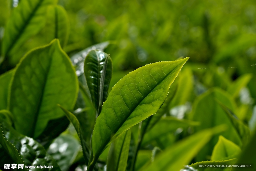 茶叶