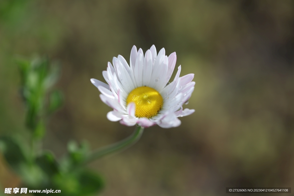小邹菊
