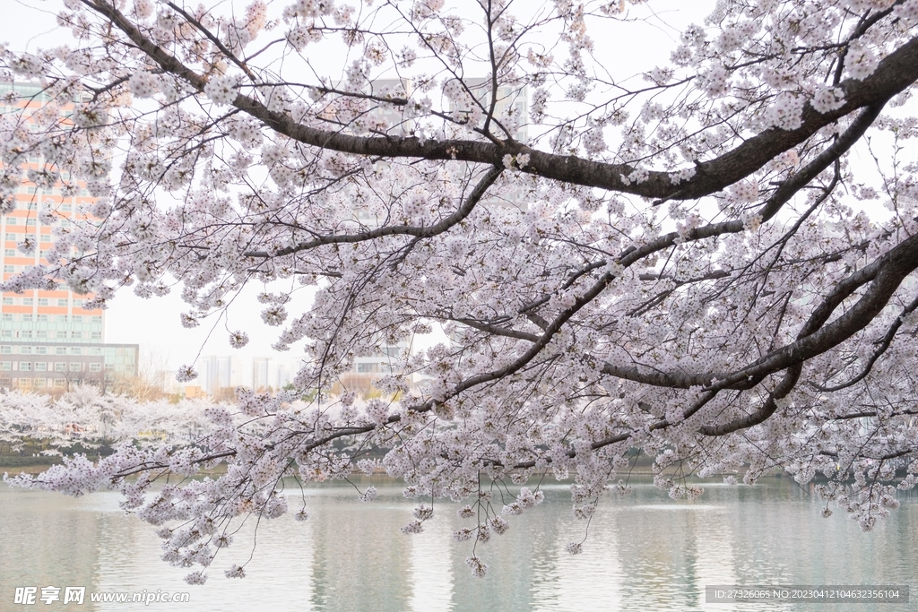 樱花