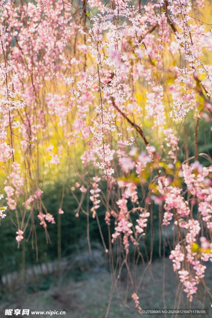 樱花  