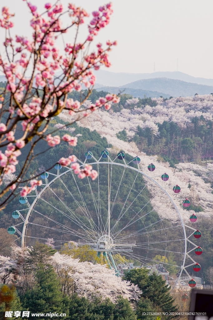 樱花 