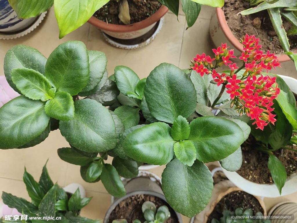盆栽植物