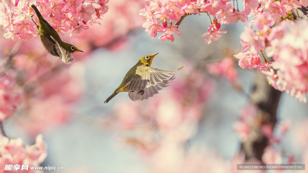 唯美小鸟桃花背景图