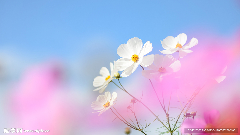 风中粉花丛中小雏菊壁纸