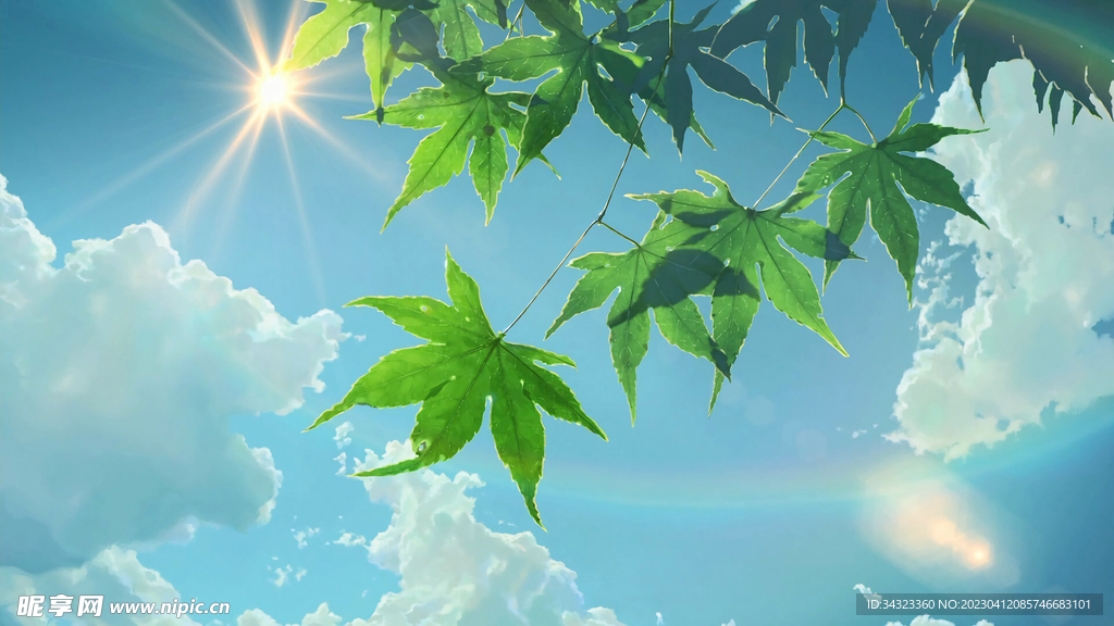 绿叶天空超清1080背景系壁纸