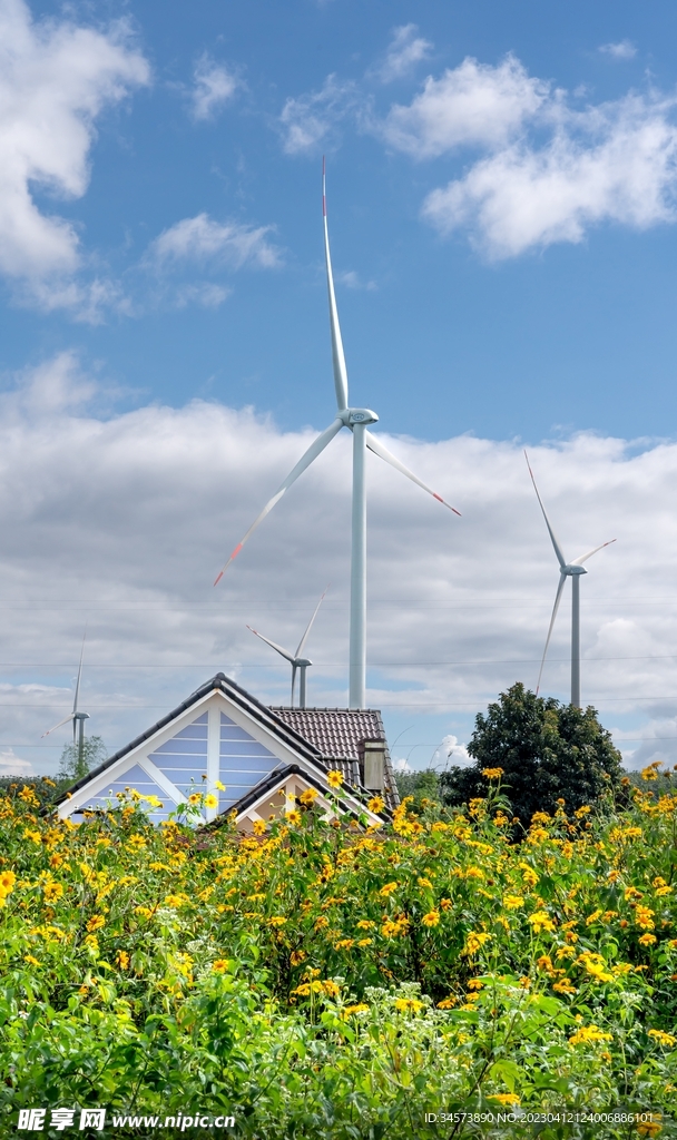 风车下的野菊花