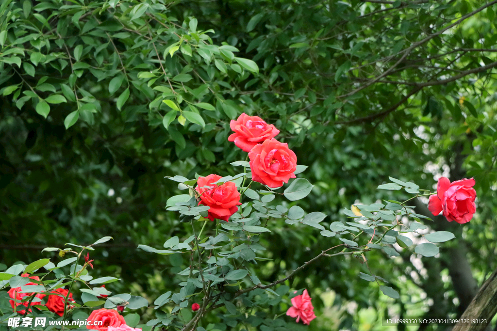 玫瑰花