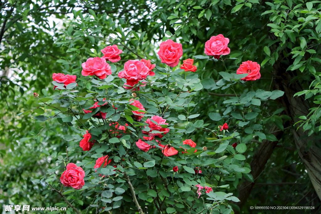 玫瑰花