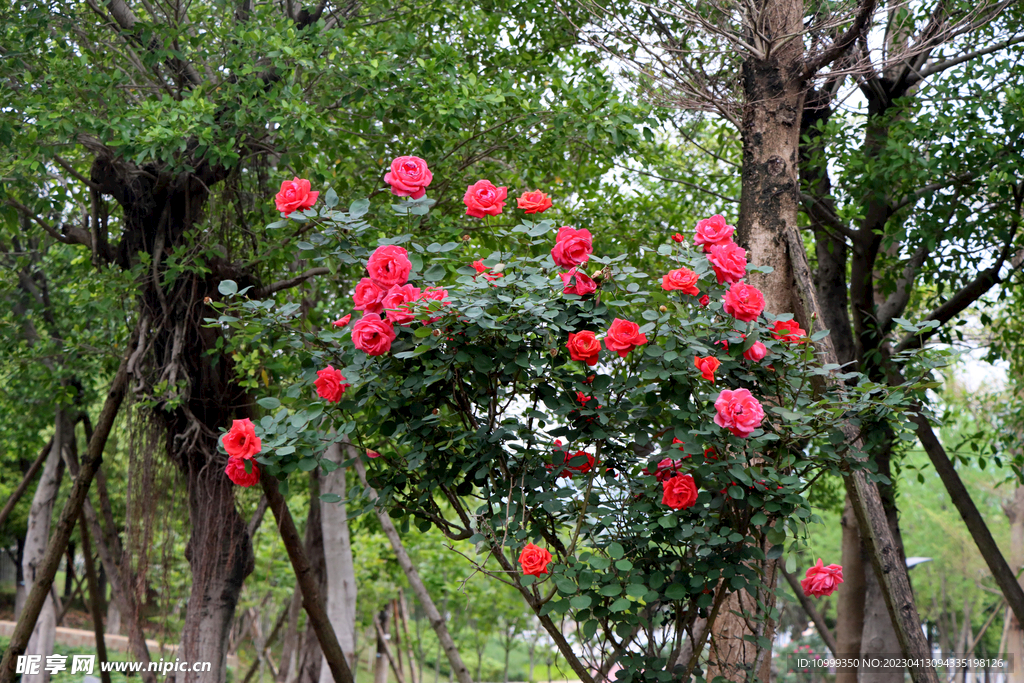 玫瑰花