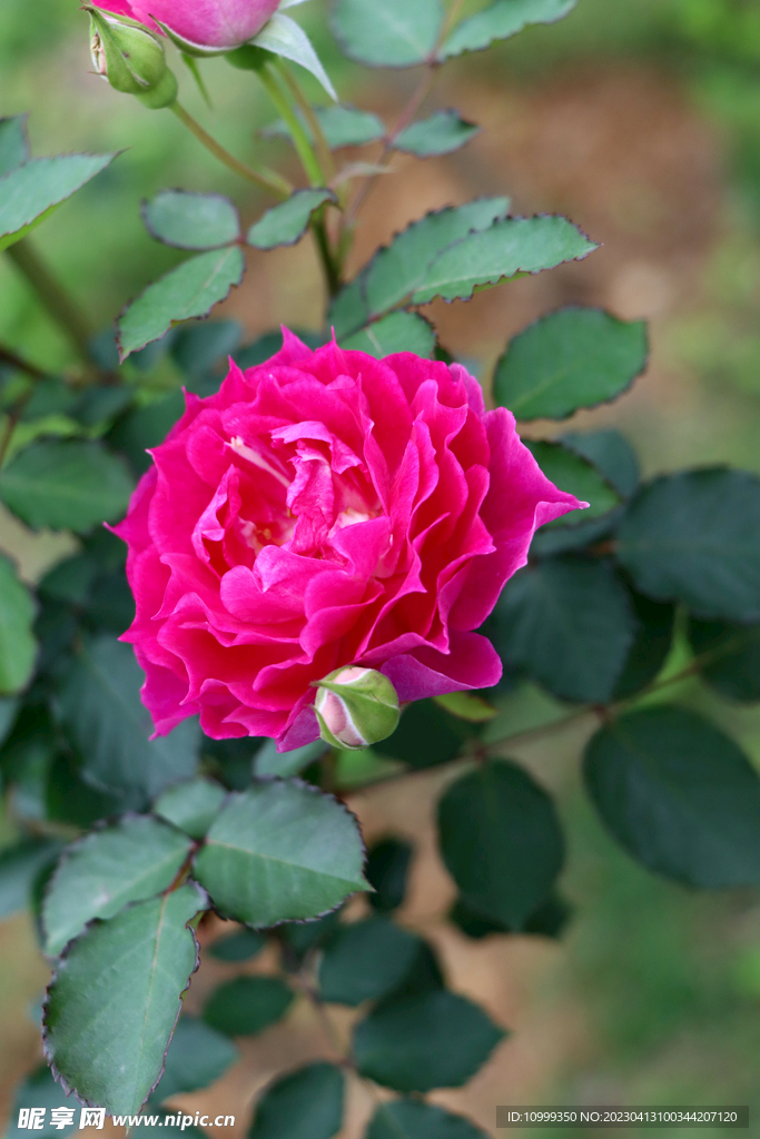 玫瑰花