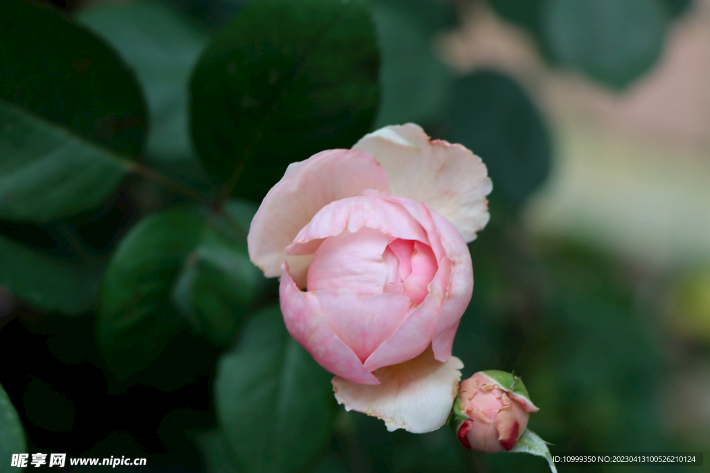 玫瑰花