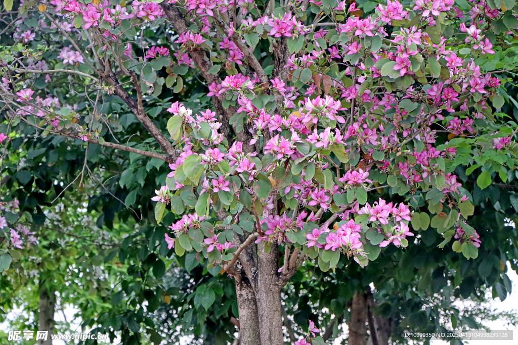 紫荆花