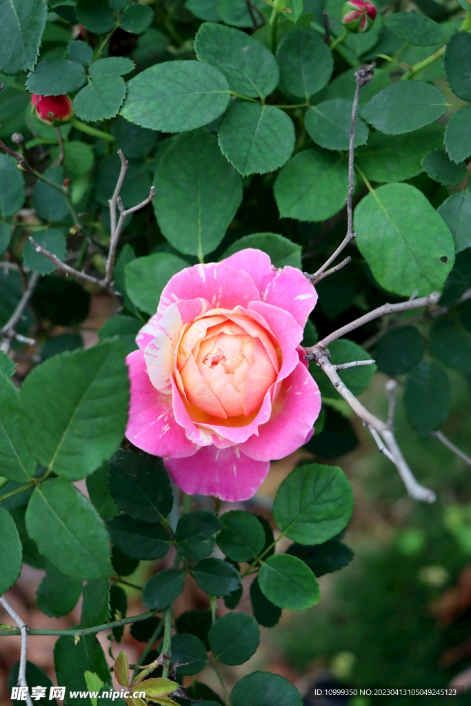 玫瑰花