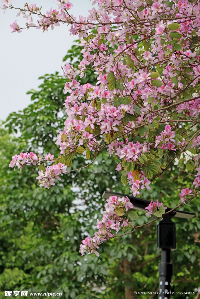 紫荆花