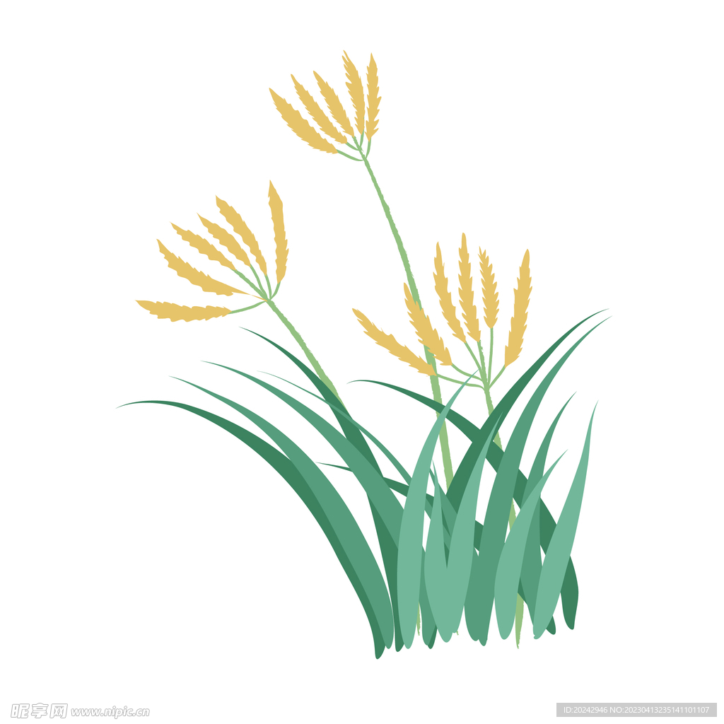 芦苇 