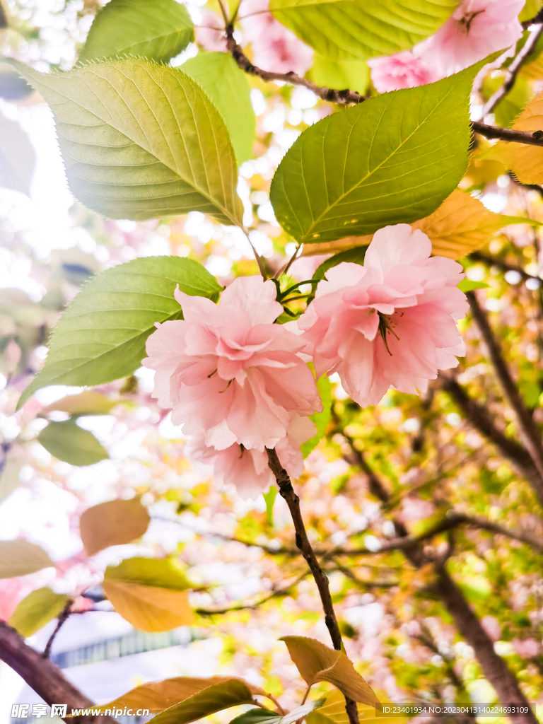 春天粉色重瓣樱花
