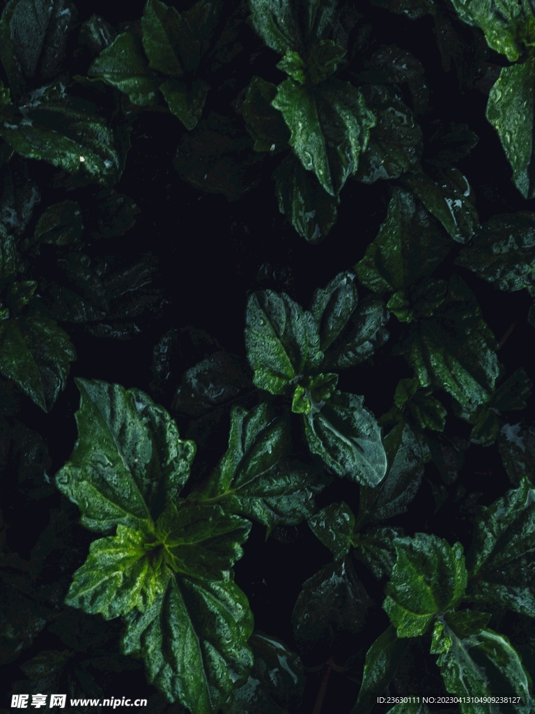 绿色植物