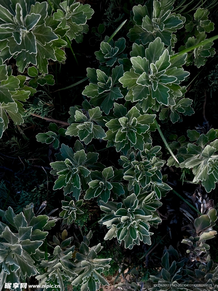 绿色植物