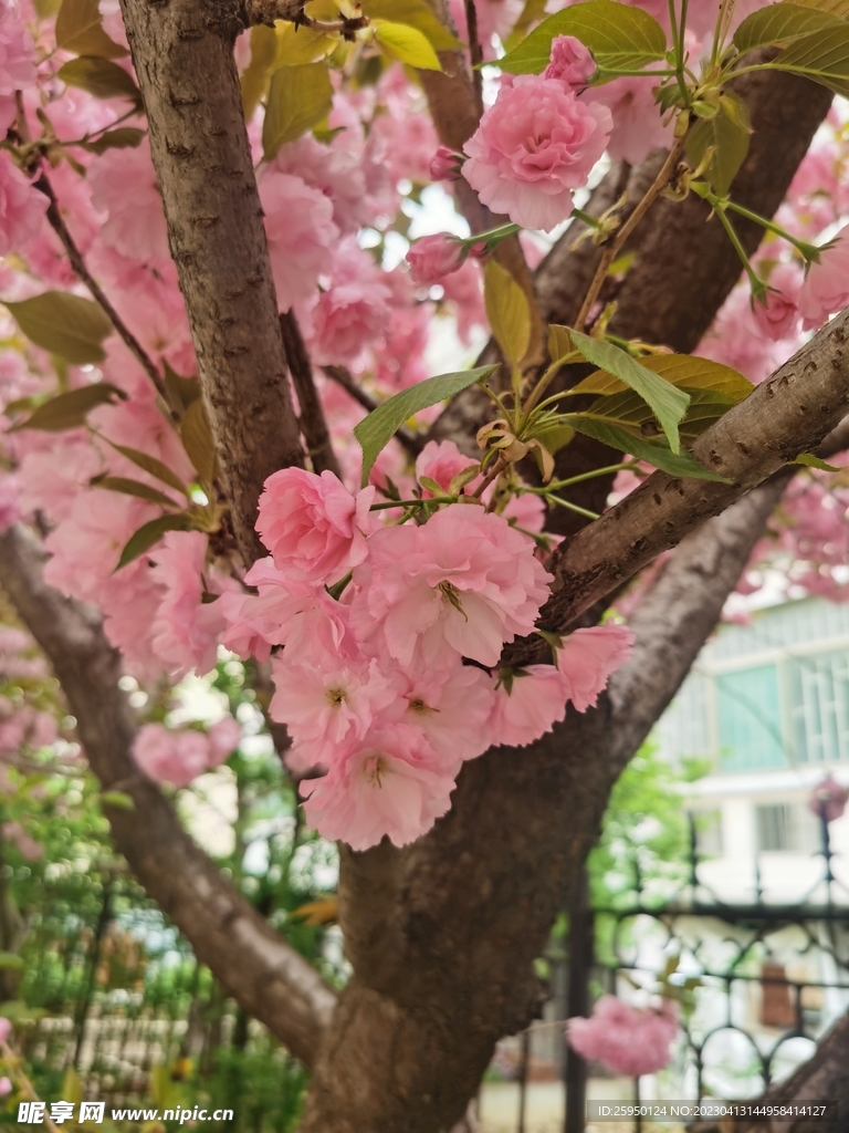 樱花
