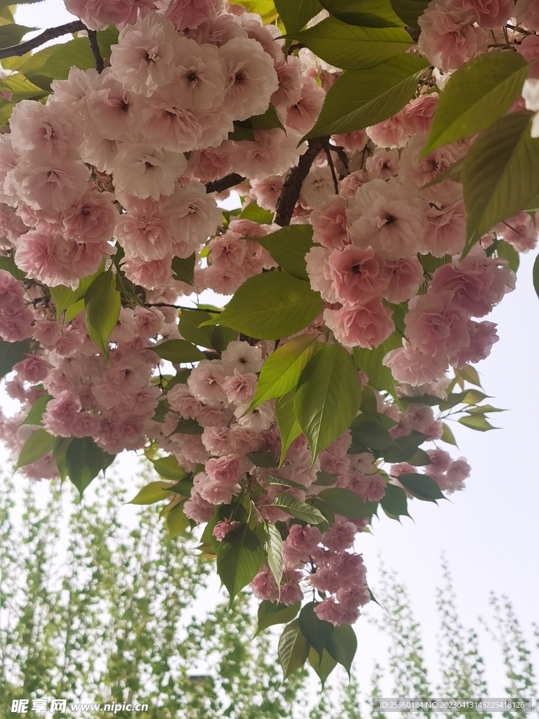 樱花