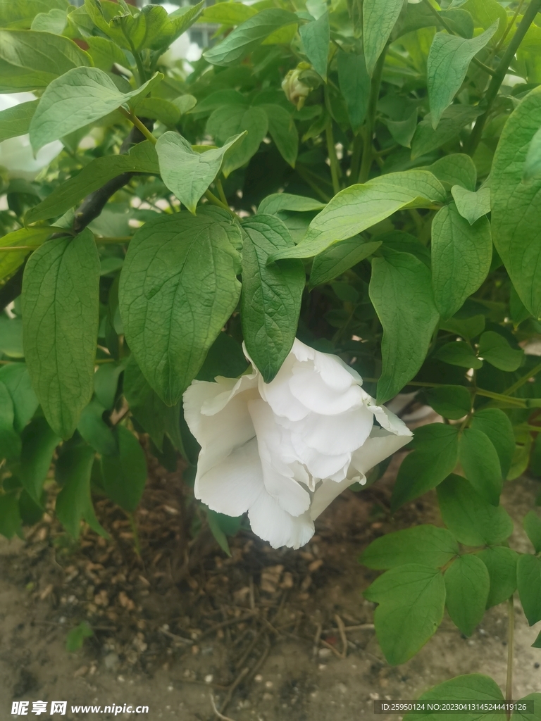 白牡丹