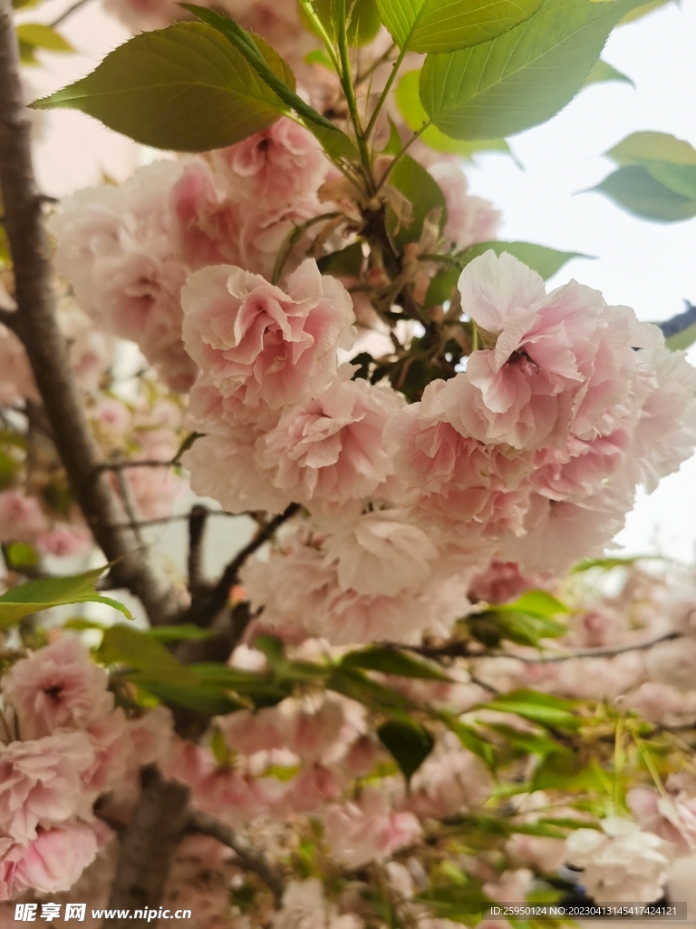 樱花