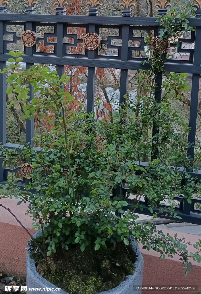月季植物