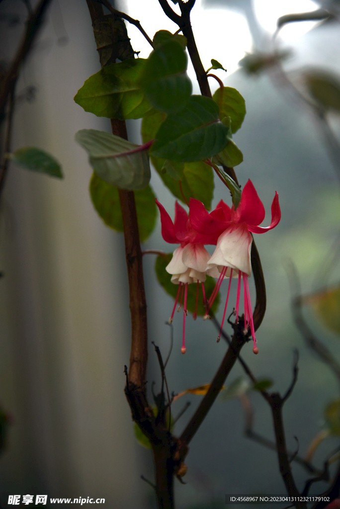倒挂金钟