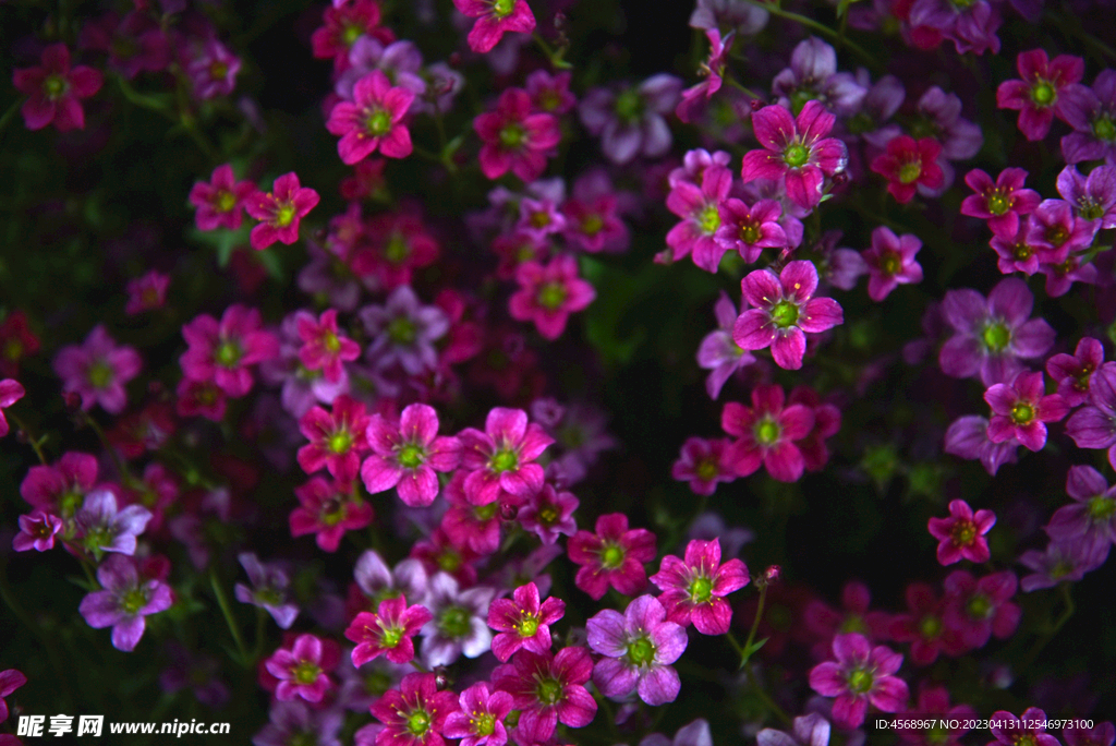 紫色小花