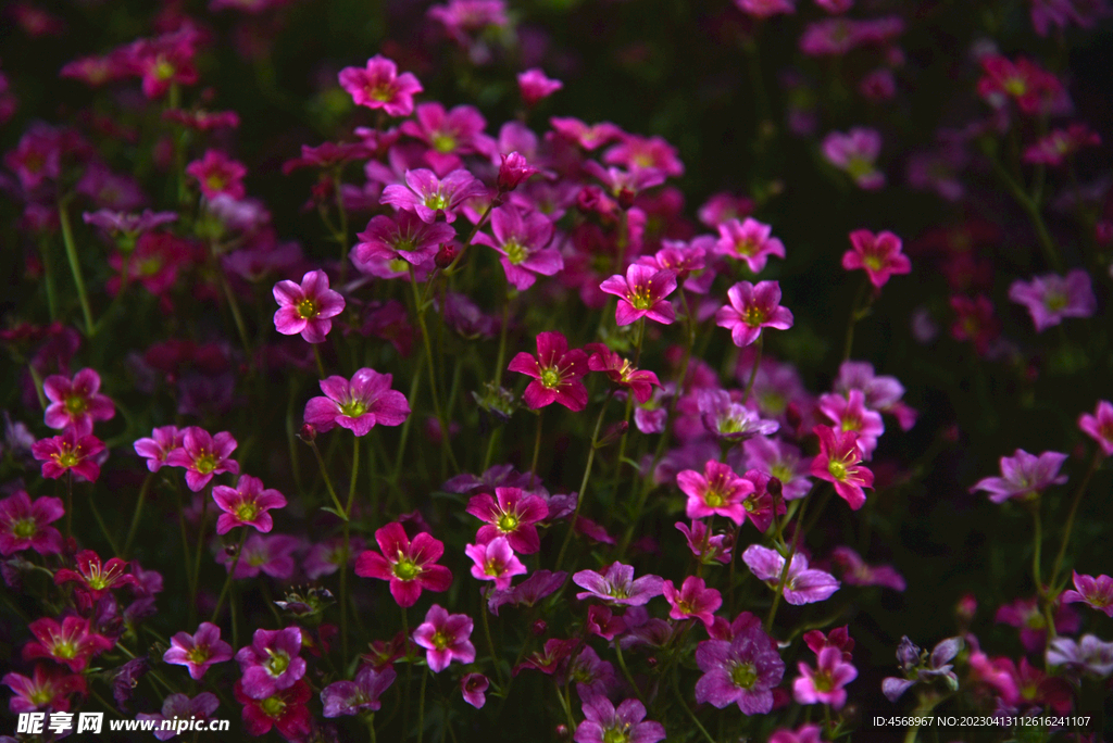 紫色小花