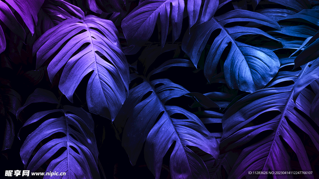 高档树叶背景