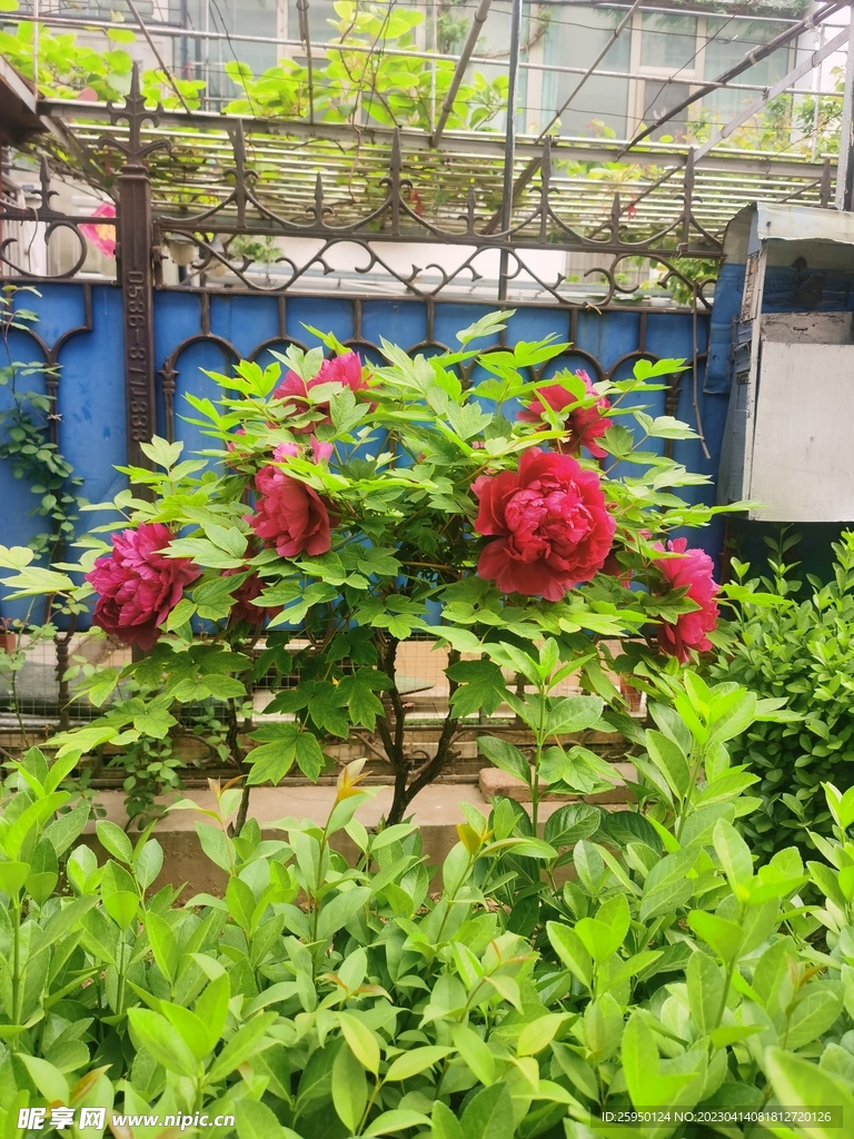 红牡丹