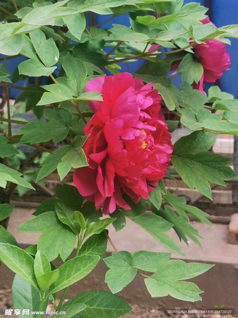 红牡丹