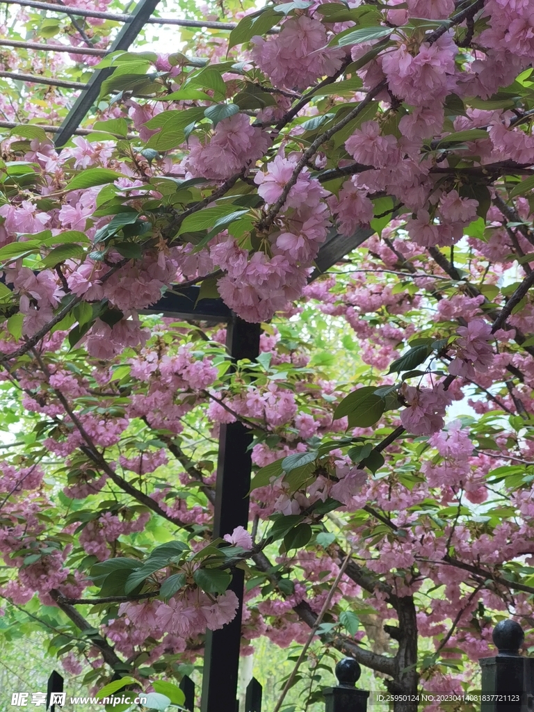 樱花