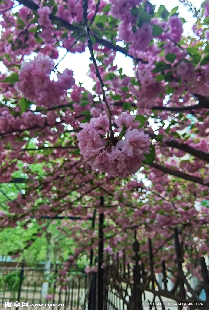 樱花