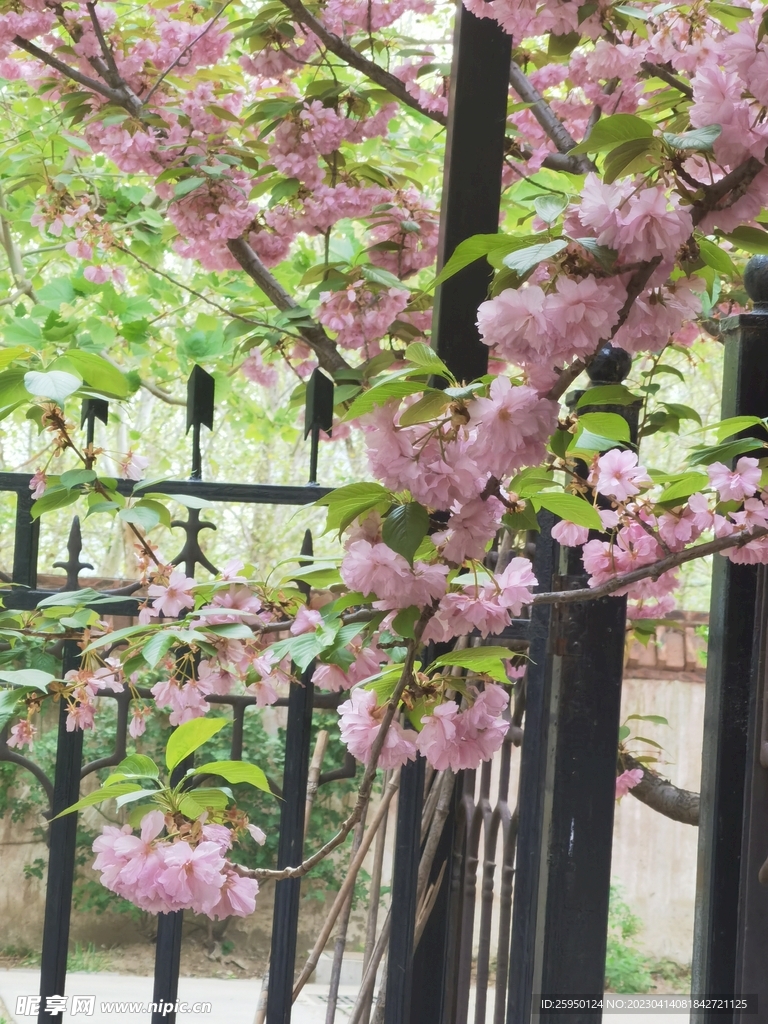 樱花