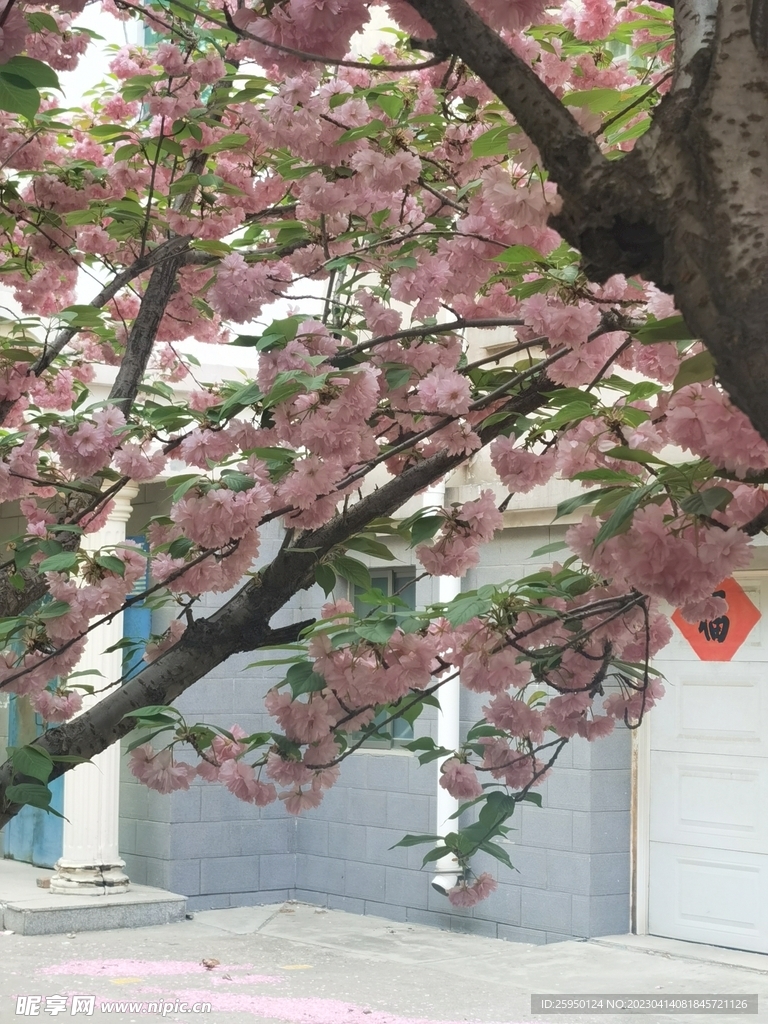 樱花