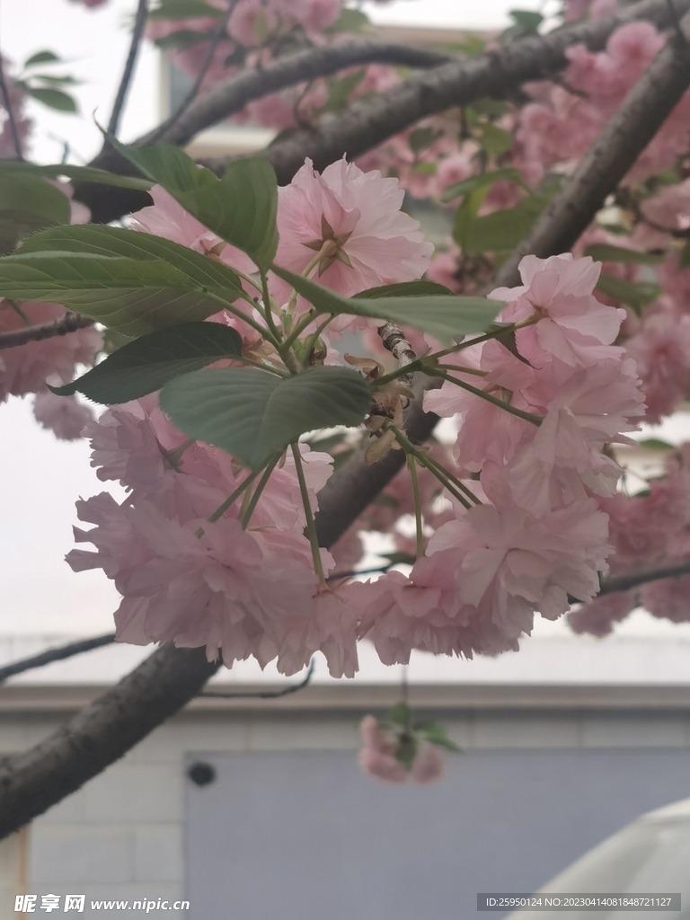 樱花