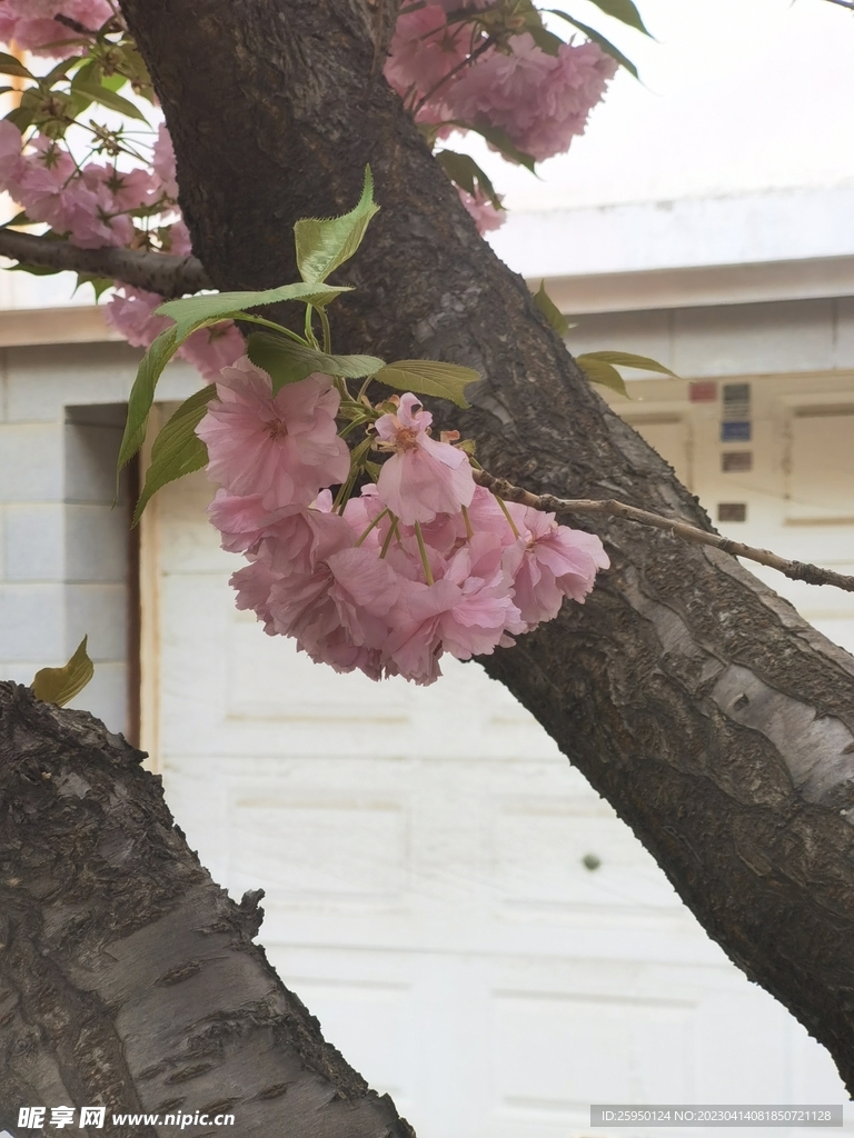 樱花