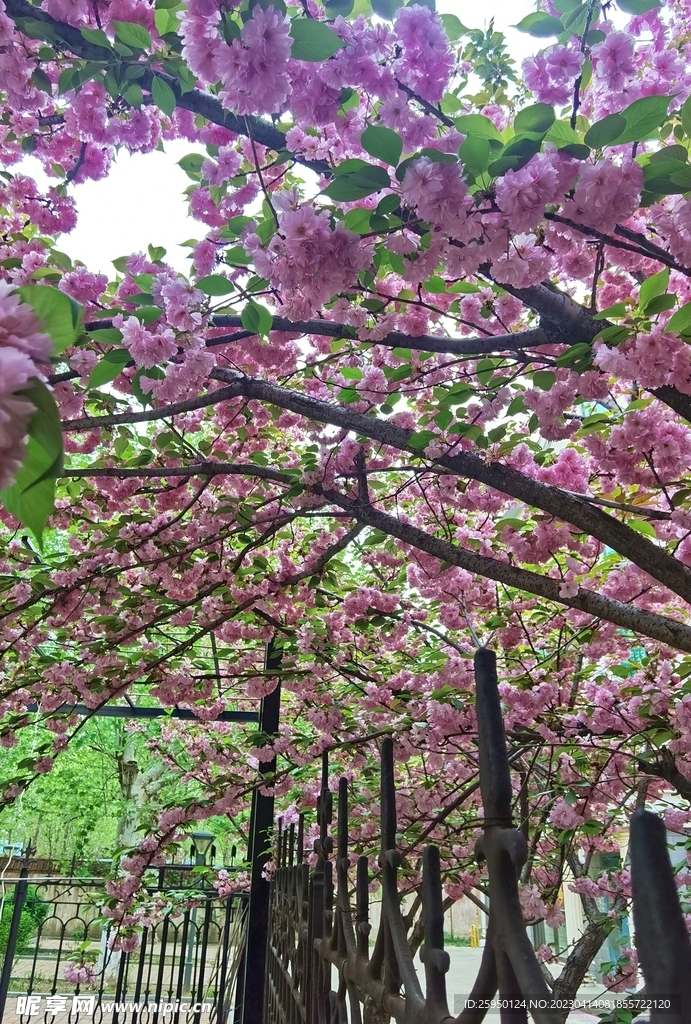 樱花