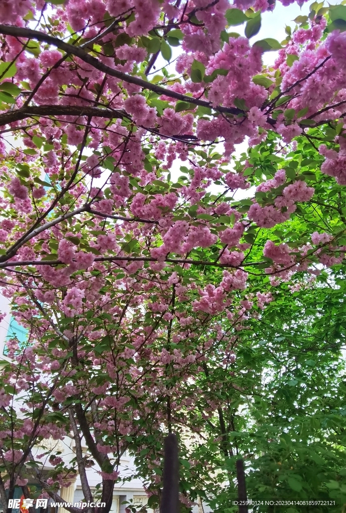 樱花