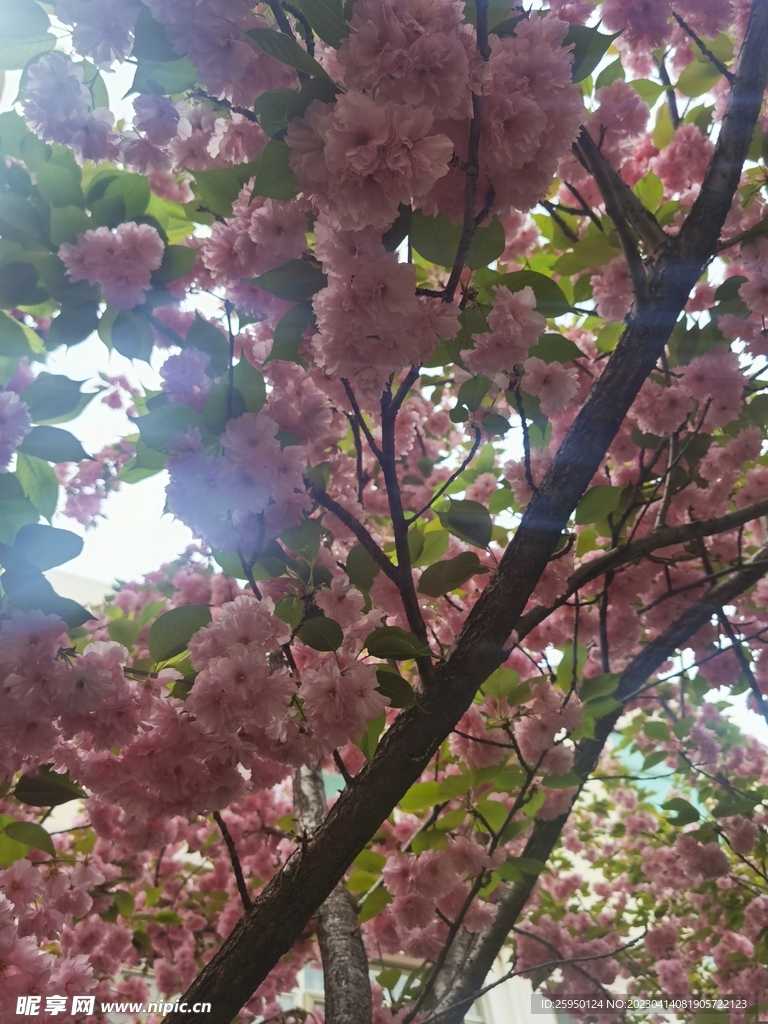 樱花