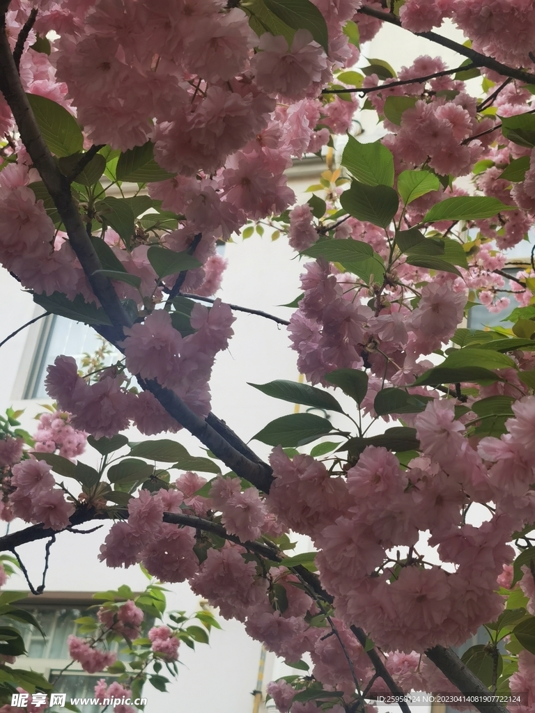 樱花