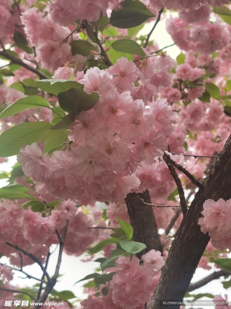 樱花
