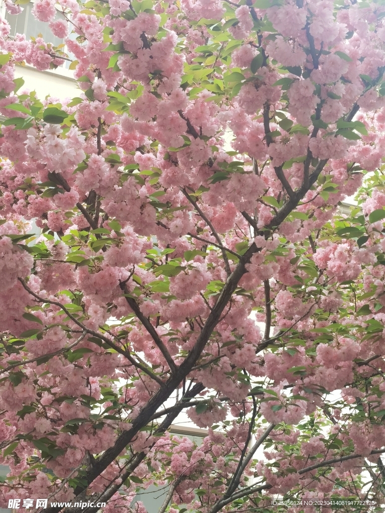 樱花