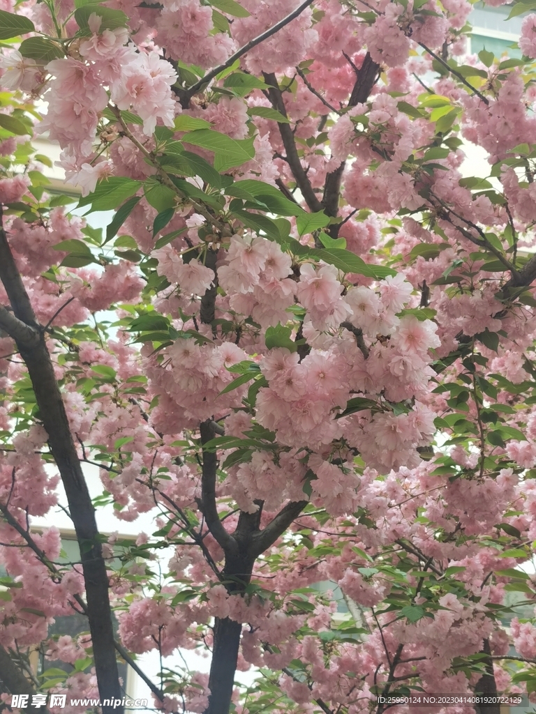 樱花